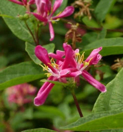 Tataren Heckenkirsche Arnold Red 80-100cm - Lonicera Tatarica