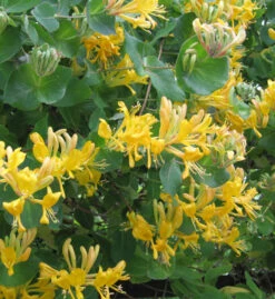 Gold Geißschlinge 100-125cm - Lonicera Tellmanniana