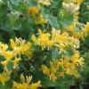 Gold Geißschlinge 40-60cm - Lonicera Tellmanniana 1 Gold Geißschlinge 40-60cm - Lonicera Tellmanniana -NR-01 Verkäufe Lonicera tellmanniana 1