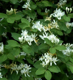 Gemeine Heckenkirsche 60-80cm - Lonicera Xylosteum