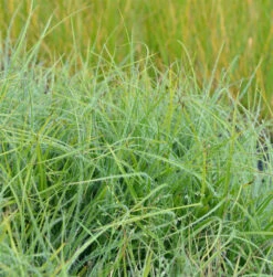 Schneemarbel Lucius - Luzula Nivea