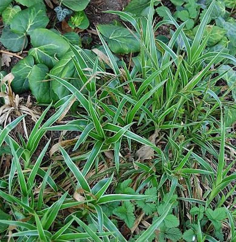 Waldmarbel Aureomarginata - Luzula Sylvatica 3 Waldmarbel Aureomarginata - Luzula Sylvatica