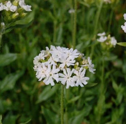 Lichtnelke Alba - Lychnis Chalcedonica