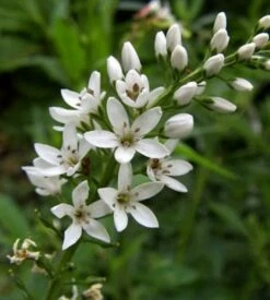 Nickender Felberich - Lysimachia Barystachys