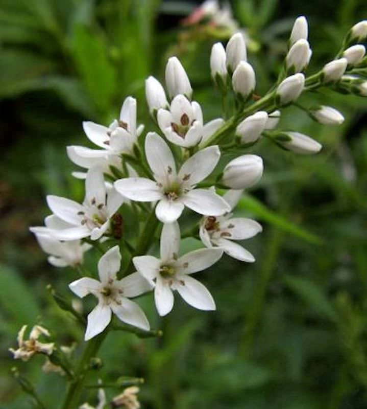 Nickender Felberich - Lysimachia Barystachys 3 Nickender Felberich - Lysimachia Barystachys