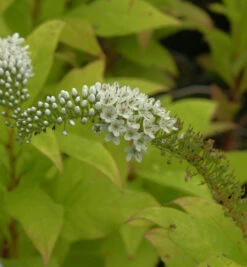 Ostasiatische Felberich Autumn Snow - Lysimachia Fortunei