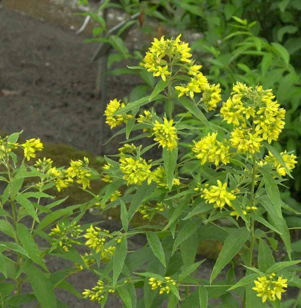 Gilbweiderich - Lysimachia Vulgaris 3 Gilbweiderich - Lysimachia Vulgaris