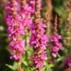 Blutweiderich Robert - Lythrum Salicaria 1 Blutweiderich Robert - Lythrum Salicaria -NR-01 Verkäufe Lythrum salicariaRobert