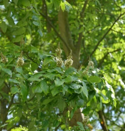 Asiatische Gelbholz 80-100cm - Maackia Amurensis
