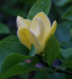 Magnolie Blue Opal 100-125cm - Magnolia Acuminata