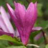 Niedrige Magnolie Susan 60-80cm - Magnolia Liliiflora -NR-01 Verkäufe Magnolia Susan 1 4