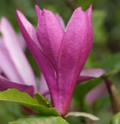 Niedrige Magnolie Susan 60-80cm - Magnolia Liliiflora