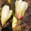 Chinesische Yulan Magnolie Sunrise 40-60cm - Magnolia Denudata -NR-01 Verkäufe Magnolia denudata Sunrise