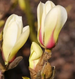 Chinesische Yulan Magnolie Sunrise 40-60cm - Magnolia Denudata