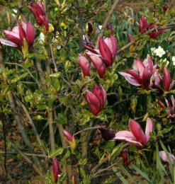 Purpur Magnolie 60-80cm - Magnolia Liliiflora