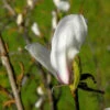 Kleine Sternmagnolie Rosa 40-60cm - Magnolia Stellata