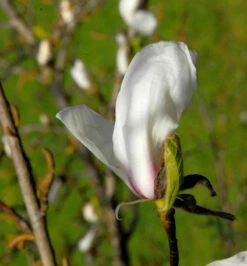 Kleine Sternmagnolie Rosa 40-60cm - Magnolia Stellata