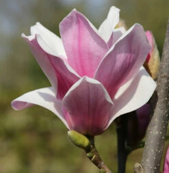 Großblütige Säulen Magnolie Satisfaction 40-60cm - Magnolia