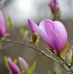 Säulen Magnolie Sentinel 80-100cm - Magnolia