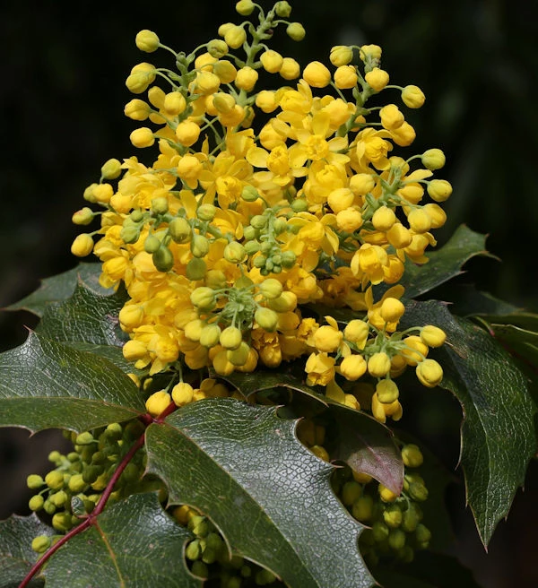 Zwerg Mahonie Apollo 30-40cm - Mahonia Aquifolium 3 Zwerg Mahonie Apollo 30-40cm - Mahonia Aquifolium