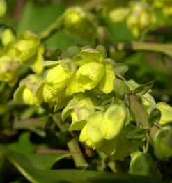 Schmuckblatt Mahonie 80-100cm - Mahonia Bealei