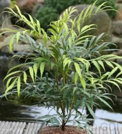 Feinblättrige Mahonie Sweet Winter 30-40cm - Mahonia Eurybracteata