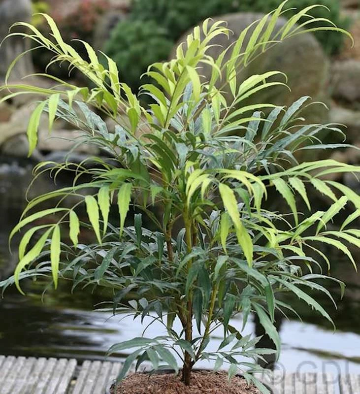 Feinblättrige Mahonie Sweet Winter 30-40cm - Mahonia Eurybracteata 3 Feinblättrige Mahonie Sweet Winter 30-40cm - Mahonia Eurybracteata