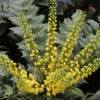 Mahonie Winter Sun 30-40cm - Mahonia Media 1 Mahonie Winter Sun 30-40cm - Mahonia Media -NR-01 Verkäufe Mahonia media Winter Sun1 3