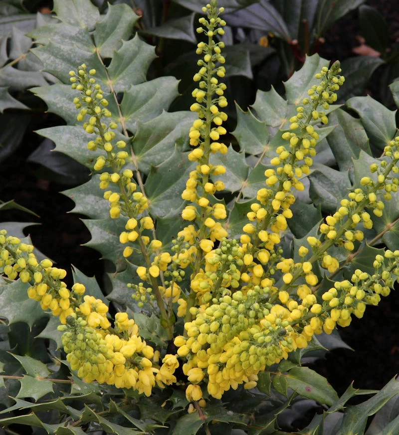 Mahonie Winter Sun 60-80cm - Mahonia Media 3 Mahonie Winter Sun 60-80cm - Mahonia Media