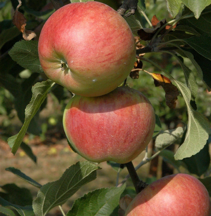 Säulenapfel Polka 60-80cm - Rotgelbe Früchte 3 Säulenapfel Polka 60-80cm - Rotgelbe Früchte