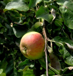 Apfelbaum Charlamowski 60-80cm - Feinwürzig Und Locker