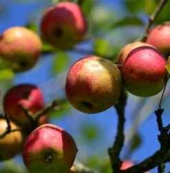 Apfelbaum Danziger Kantapfel 60-80cm - Feinwürzig Und Locker