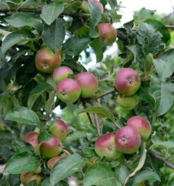 Apfelbaum Erwin Baur 60-80cm - Fest Und Saftig