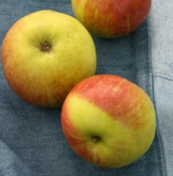 Apfelbaum Geflammter Kardinal 60-80cm - Saftig Und Knackig