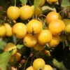 Zierapfel Golden Hornet 100-125cm - Malus Hybride -NR-01 Verkäufe Malus Hybride Golden Hornet 1