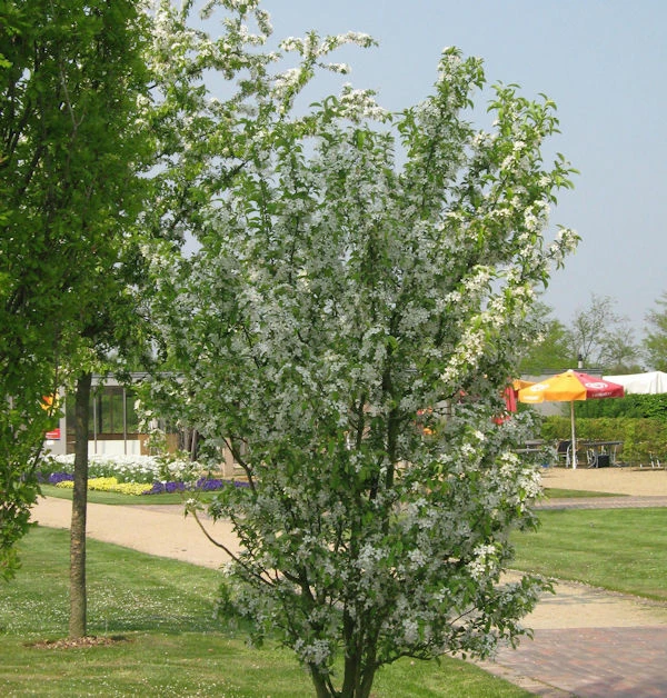 Zierapfel Red Obelisk 60-80cm - Malus Hybride 3 Zierapfel Red Obelisk 60-80cm - Malus Hybride