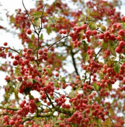 Zierapfel Red Jewel 60-80cm - Malus Hybride