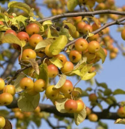 Zierapfel Butterball 60-80cm - Malus Hybride