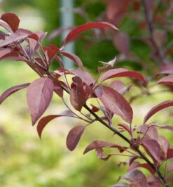 Zierapfel Coccinella 100-125cm - Malus Hybride