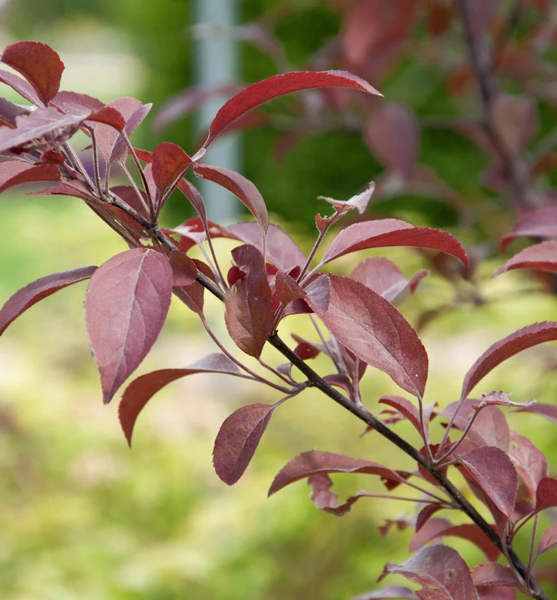 Zierapfel Coccinella 100-125cm - Malus Hybride 3 Zierapfel Coccinella 100-125cm - Malus Hybride
