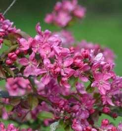 Zierapfel Eleyi 60-80cm - Malus Hybride