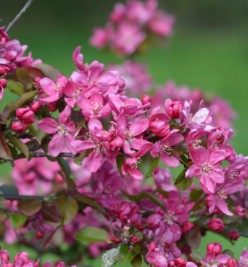 Zierapfel Eleyi 60-80cm - Malus Hybride 3 Zierapfel Eleyi 60-80cm - Malus Hybride