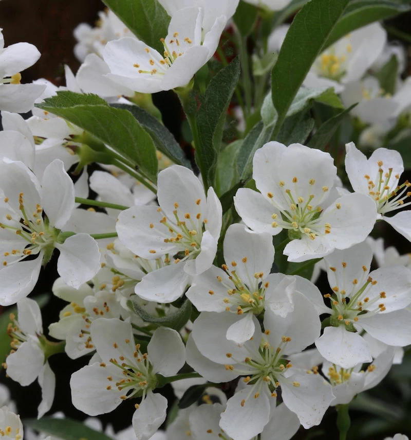 Hochstamm Zierapfel Tina 40-60cm - Malus Hybride 3 Hochstamm Zierapfel Tina 40-60cm - Malus Hybride