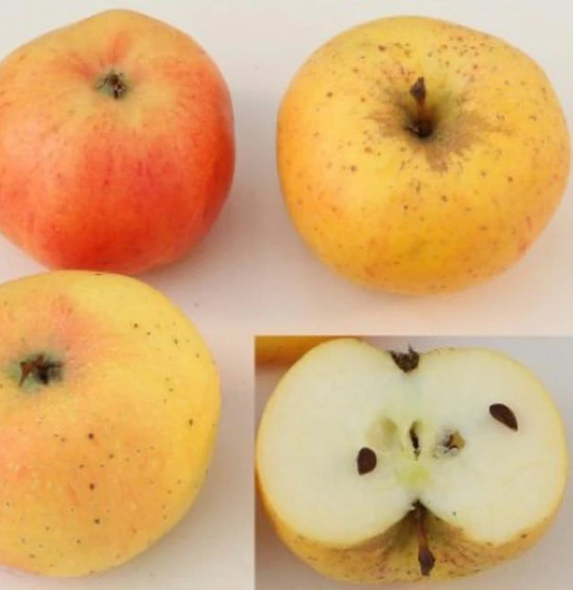 Apfelbaum Stina Lohmann 60-80cm - Fest Und Edel 3 Apfelbaum Stina Lohmann 60-80cm - Fest Und Edel