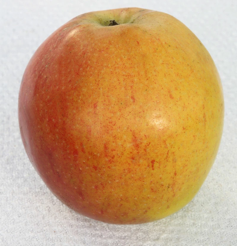 Apfelbaum Pommerscher Krummstiel 60-80cm - Fest Und Süßsauer 3 Apfelbaum Pommerscher Krummstiel 60-80cm - Fest Und Süßsauer