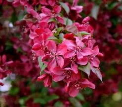 Zier Apfelbaum Royalty 60-80cm - Malus Royalty