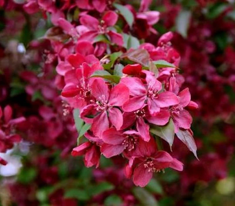 Zier Apfelbaum Royalty 60-80cm - Malus Royalty 3 Zier Apfelbaum Royalty 60-80cm - Malus Royalty