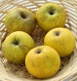 Apfelbaum Bockenhusen 60-80cm - Süßsäuerliche Und Feste Winteräpfel