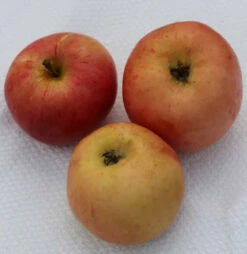 Apfelbaum Borowinka 60-80cm - Feinwürzig Und Saftig