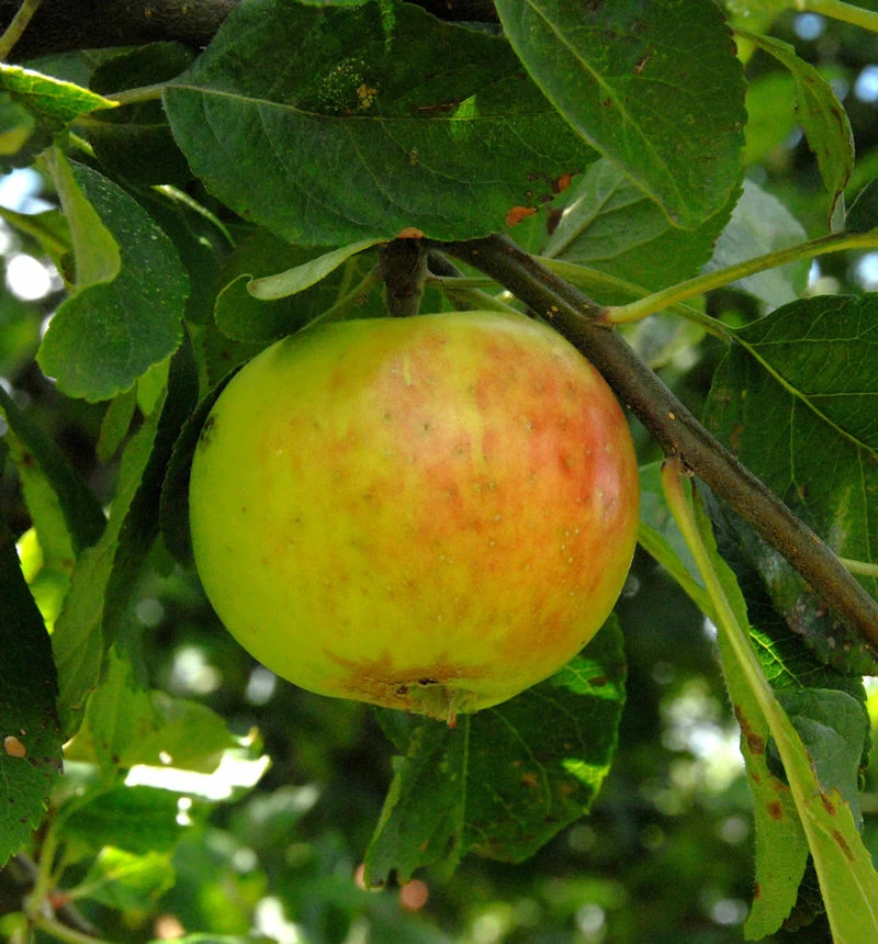 Apfelbaum Gravensteiner 60-80cm - Saftig Und Locker 3 Apfelbaum Gravensteiner 60-80cm - Saftig Und Locker